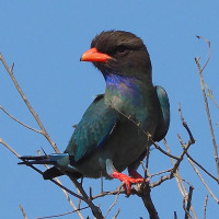 Dollarbird